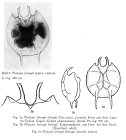 Platyias leloupi