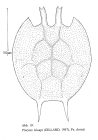 Platyias leloupi
