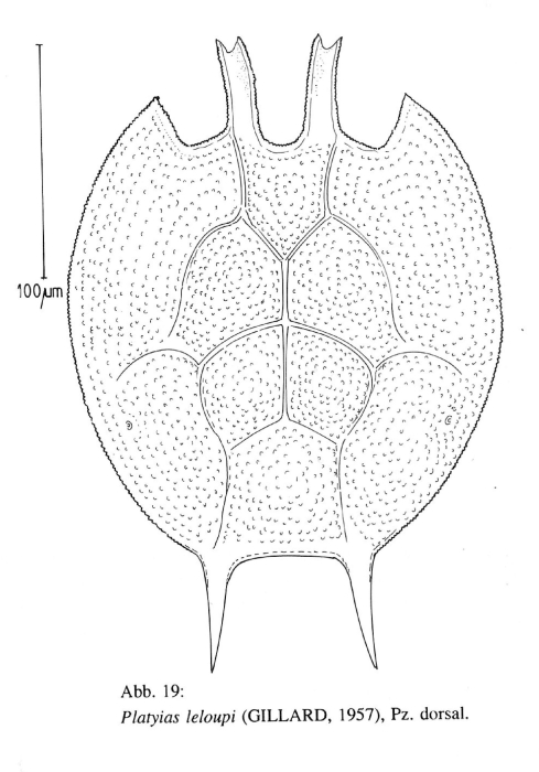 Platyias leloupi Platyias leloupi