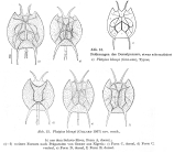 Platyias leloupi