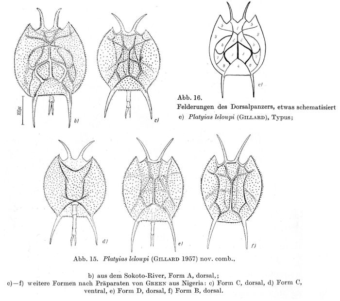 Platyias leloupi