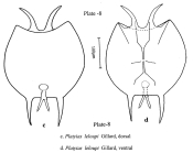 Platyias leloupi