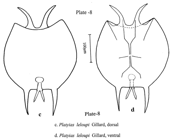 Platyias leloupi Platyias leloupi