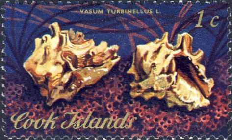 Vasum turbinellus Vasum turbinellus