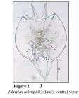 Platyias leloupi