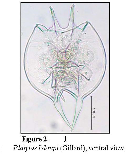 Platyias leloupi