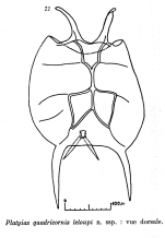 Platyias leloupi - Original description image