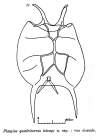 Platyias leloupi - Original description image