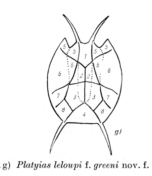 Platyias leloupi f. greeni - Original description image