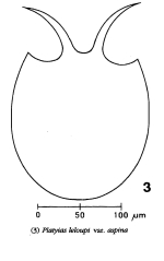 Platyias leloupi var. aspina - Original description image