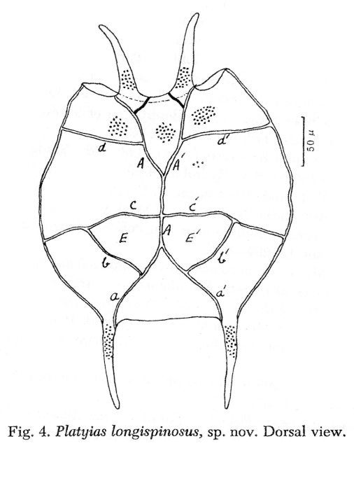 Platyias longispinosus - Original description image