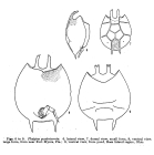 Platyias quadricornis