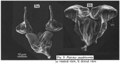 Platyias quadricornis