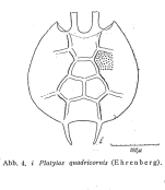 Platyias quadricornis