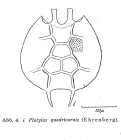 Platyias quadricornis