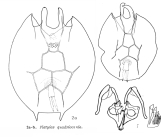 Platyias quadricornis