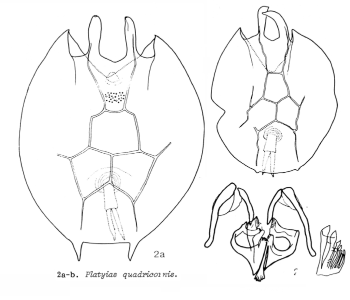 Platyias quadricornis Platyias quadricornis