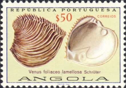 Venus foliacea Venus foliacea