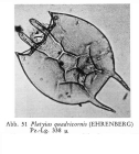 Platyias quadricornis