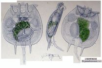 Platyias quadricornis