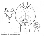 Platyias quadricornis
