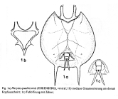 Platyias quadricornis