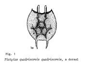 Platyias quadricornis