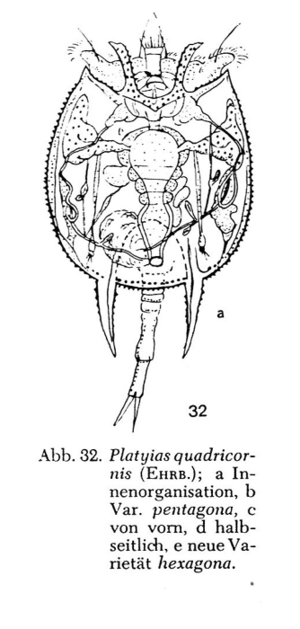 Platyias quadricornis Platyias quadricornis