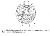 Platyias quadricornis