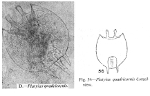Platyias quadricornis