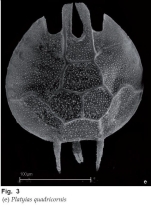 Platyias quadricornis