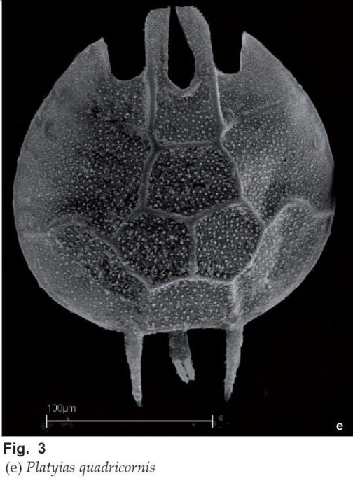 Platyias quadricornis