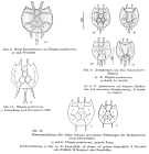 Platyias quadricornis