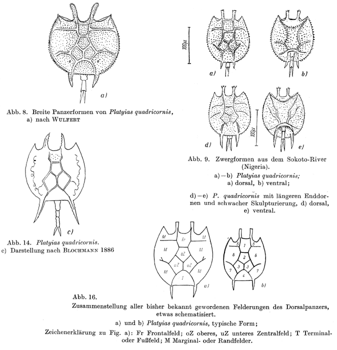 Platyias quadricornis Platyias quadricornis