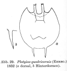 Platyias quadricornis