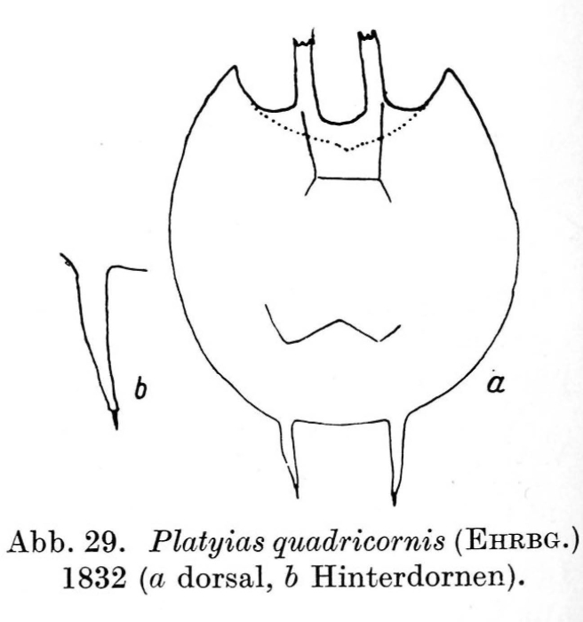 Platyias quadricornis