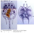 Platyias quadricornis