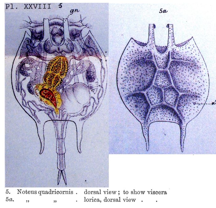 Platyias quadricornis Platyias quadricornis