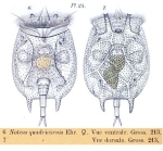 Platyias quadricornis