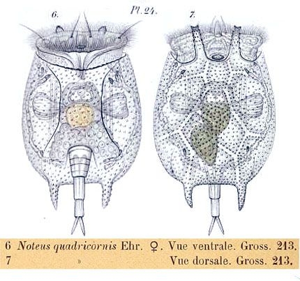 Platyias quadricornis Platyias quadricornis