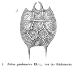 Platyias quadricornis