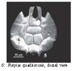 Platyias quadricornis