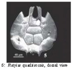 Platyias quadricornis