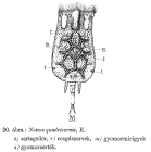 Platyias quadricornis
