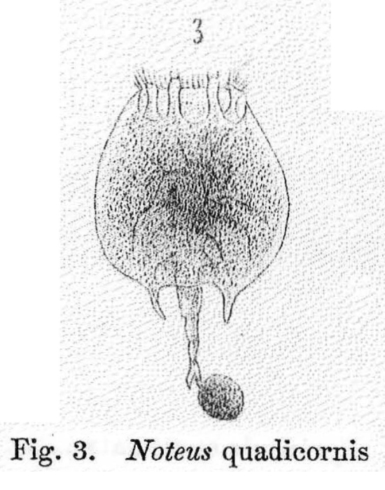 Platyias quadricornis Platyias quadricornis