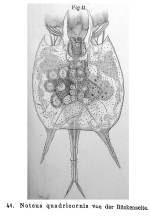 Platyias quadricornis