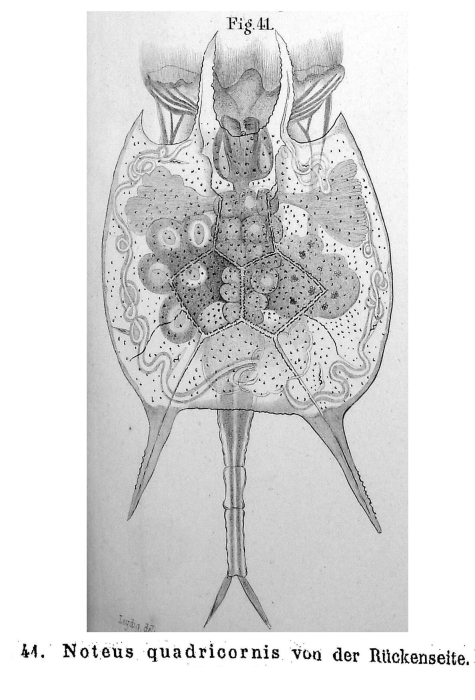 Platyias quadricornis Platyias quadricornis