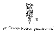 Platyias quadricornis