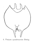 Platyias quadricornis
