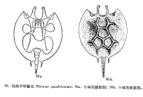 Platyias quadricornis